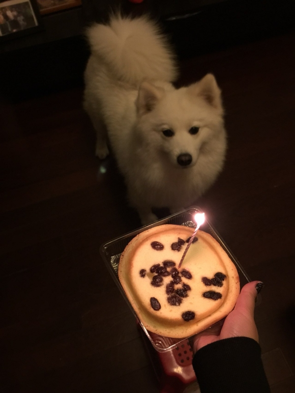 次蛋糕啦我的生日蛋糕 - 萨摩耶小萨的图片 - 骨