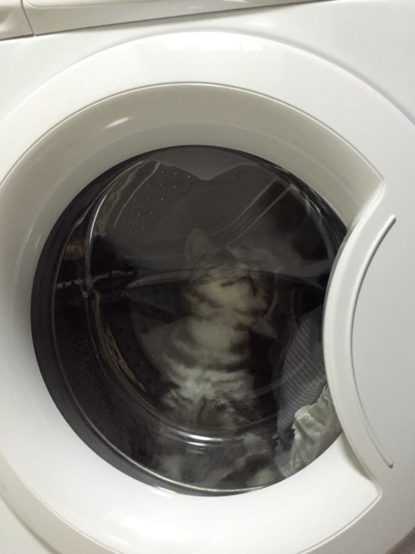 谁发明台洗猫机啊 - 美国短毛猫哈雷的图片 - 骨
