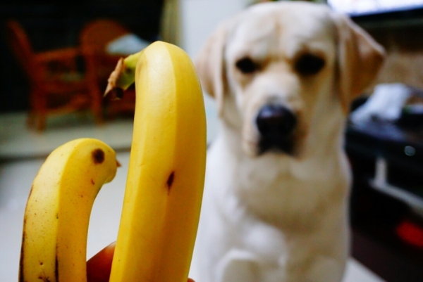 今天买的香蕉有两根特别小,不想吃又不舍的丢