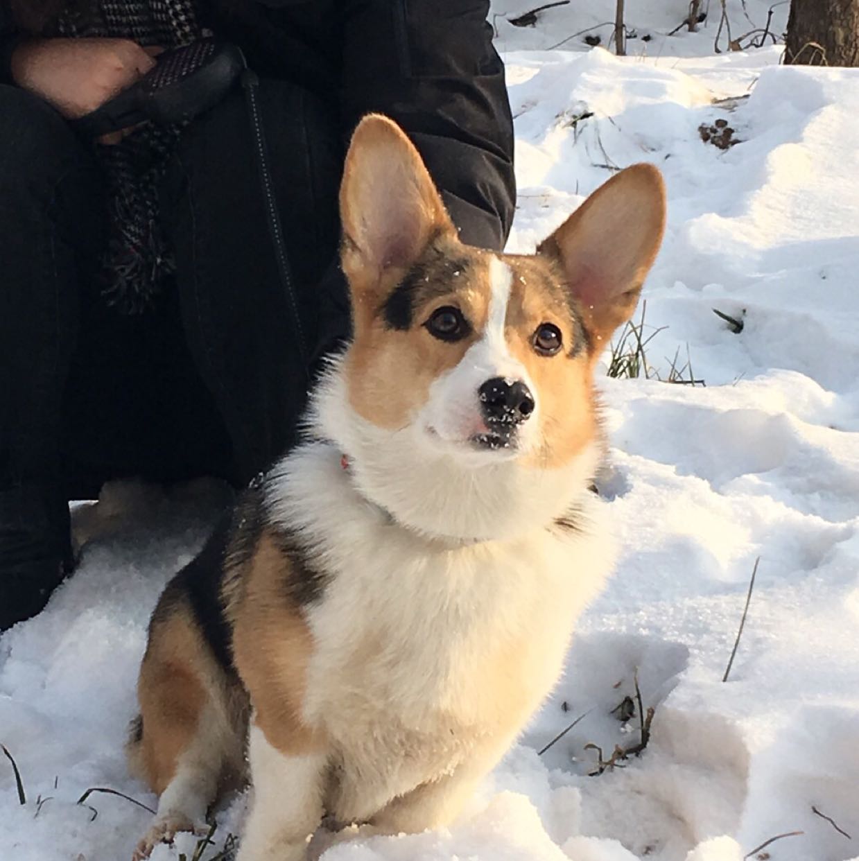 台湾leo dog 雪地系列 乳胶玩具之小白熊 高10cm